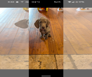 Weimaraner Puppy for sale in GLENWOOD SPRINGS, CO, USA