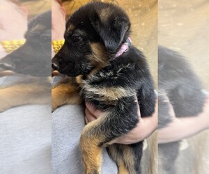 German Shepherd Dog Puppy for Sale in NEWNAN, Georgia USA
