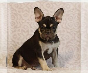 French Bulldog Puppy for sale in GAP, PA, USA