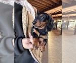 Small #5 Dachshund
