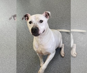 Mutt Dogs for adoption in Low Moor, VA, USA