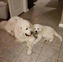 Father of the Great Pyrenees puppies born on 03/17/2017