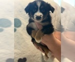Small #4 Australian Shepherd