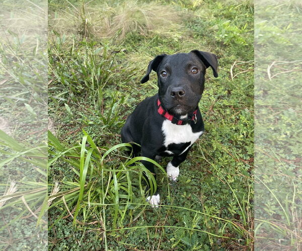 Medium Photo #2 Mutt Puppy For Sale in  Gainesville, FL, USA