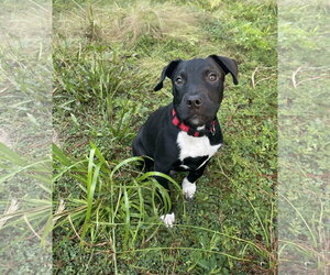 Boulware - Male Mutt Dog for Adoption - Photo #2