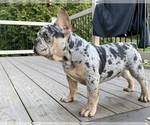 Small #1 French Bulldog