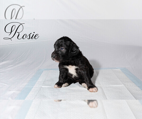 Medium Photo #4 Border Collie-Goldendoodle Mix Puppy For Sale in BLUE RIDGE, GA, USA