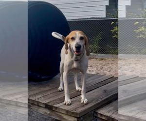 Beagle Dogs for adoption in Sanford, FL, USA