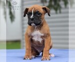 Small Photo #3 Boxer Puppy For Sale in NEW HOLLAND, PA, USA