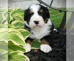 Puppy Cody Bernese Mountain Dog