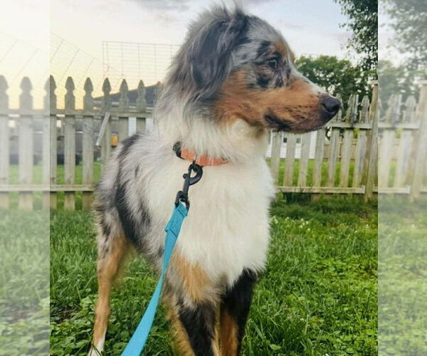 Medium Photo #2 Australian Shepherd-Unknown Mix Puppy For Sale in Aurora, IN, USA