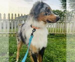 Small #1 Australian Shepherd Mix