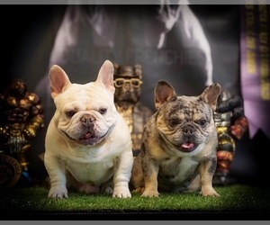 Father of the French Bulldog puppies born on 08/02/2025