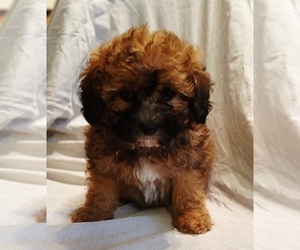 Maltipoo (Toy) Puppy for Sale in BURLINGTON, Massachusetts USA