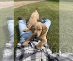 Puppy Puppy 3 George Goldendoodle (Miniature)