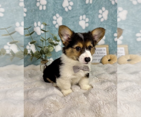 Medium Photo #5 Pembroke Welsh Corgi Puppy For Sale in NOBLESVILLE, IN, USA