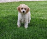 Small Photo #2 Cavachon Puppy For Sale in FREDERICKSBURG, OH, USA