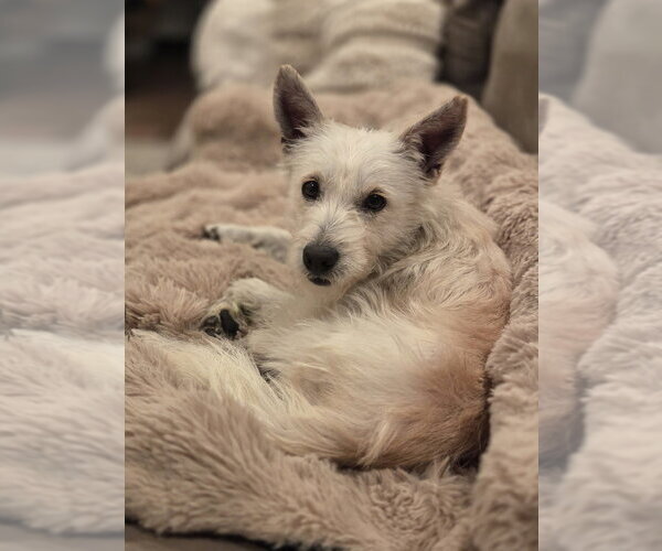 Medium Photo #2 Mutt Puppy For Sale in Andover, MN, USA