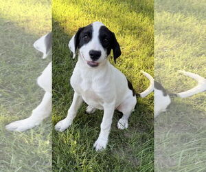 Medium Labrador Retriever Mix
