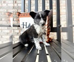 Small #1 Australian Cattle Dog-Border Collie Mix