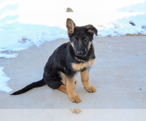 German Shepherd Dog Puppy for sale in WESTCLIFFE, CO, USA