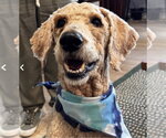 Small Poodle (Standard)
