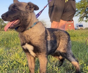 Akita-Labrador Retriever Mix Dogs for adoption in Pottstown, PA, USA