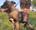 Small Akita-Labrador Retriever Mix