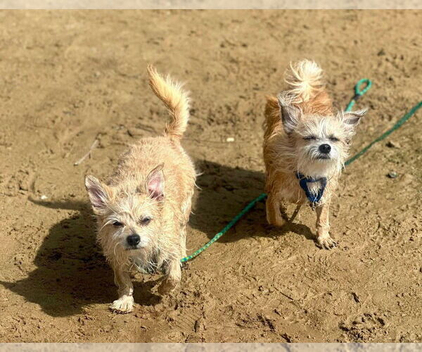 Medium Photo #6 Silky Terrier-Unknown Mix Puppy For Sale in Sayreville, NJ, NJ, USA