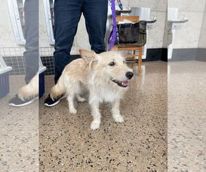 Cotton - Male Mutt Dog for Adoption - Photo #3