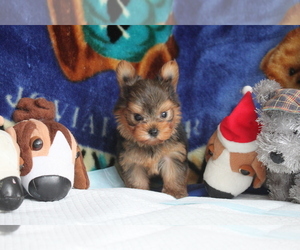 Yorkshire Terrier Puppy for sale in ASTORIA, NY, USA