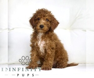 Poodle (Toy) Puppy for sale in LANCASTER, PA, USA
