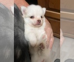 Small Photo #23 Pomsky Puppy For Sale in GOLDEN VALLEY, AZ, USA
