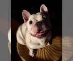 Small #2 French Bulldog