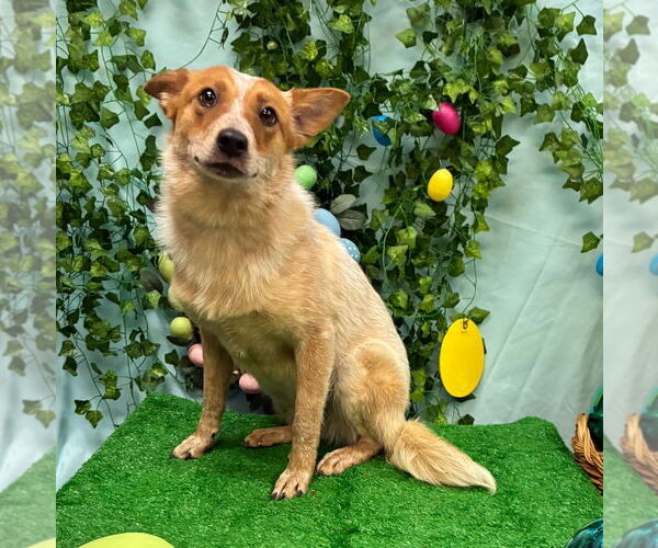 Medium Photo #3 Mutt Puppy For Sale in Bryant, AR, USA