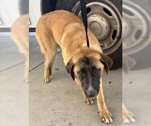 German Shepherd Dog Dogs for adoption in Bakersfield, CA, USA