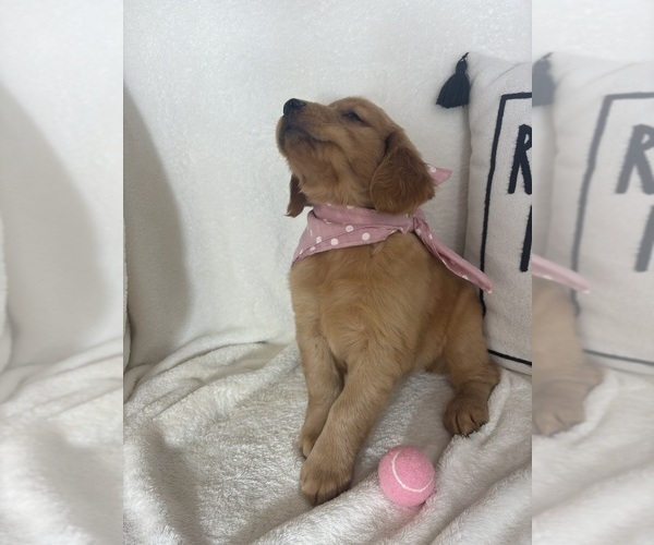 Medium Photo #3 Golden Retriever Puppy For Sale in GREENFIELD, IN, USA