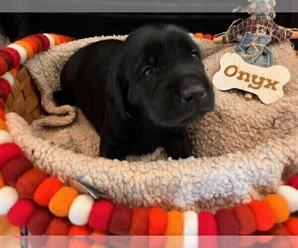 Medium Photo #1 Golden Labrador Puppy For Sale in PORT ORANGE, FL, USA