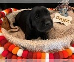 Puppy Onyx Golden Labrador