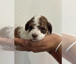 Small Bernedoodle (Miniature)