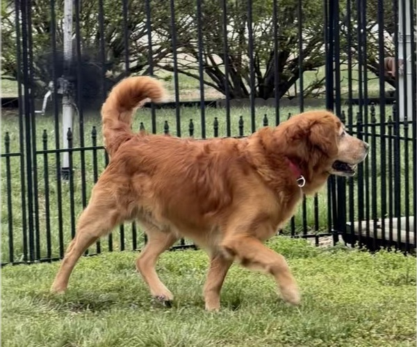 Medium Photo #1 Goldendoodle Puppy For Sale in OLPE, KS, USA