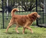 Small Photo #1 Goldendoodle Puppy For Sale in OLPE, KS, USA
