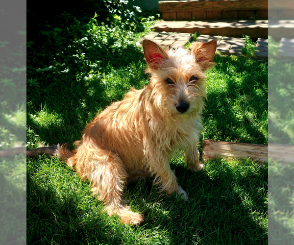 Medium Photo #2 Cairn Terrier-Unknown Mix Puppy For Sale in Plainfield, IL, USA