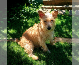 Max - Male Cairn Terrier-Unknown Mix Dog for Adoption - Photo #2