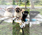 Small #4 Shih Tzu