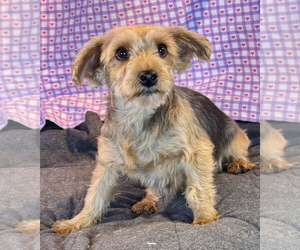 Medium Photo #1 Mutt Puppy For Sale in Bon Carbo, CO, USA