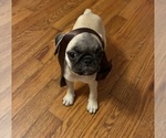 Small #1 Pug