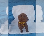 Small Photo #18 Poodle (Standard) Puppy For Sale in LOWELL, AR, USA