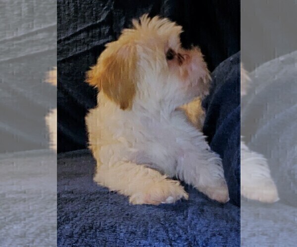 Medium Photo #14 Morkie Puppy For Sale in HOLLAND, MI, USA