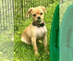 Small #3 Colonial Cocker Spaniel-Dachshund Mix